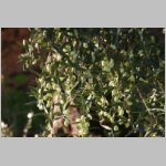 121 die meisten sehen aber richtig gesund und schoen gruen fuer bestes Agureleo (Jungfernoel).jpg